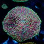 Purple Plate coral with fleshy open polyp in reef aquarium