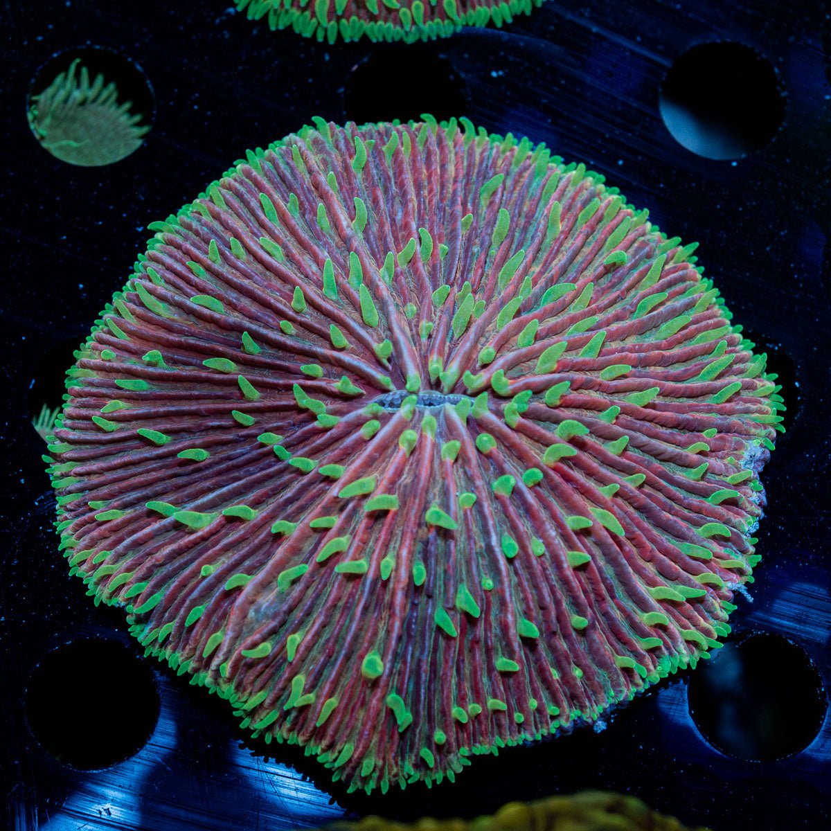 Purple Plate coral with fleshy open polyp in reef aquarium