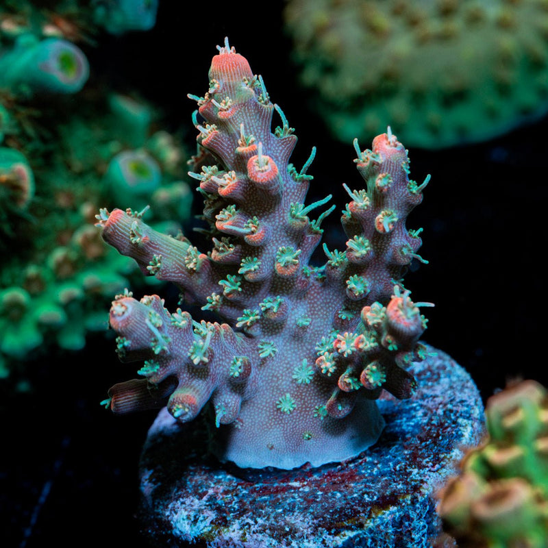 Purple Plum Acropora coral with branching growth in reef aquarium