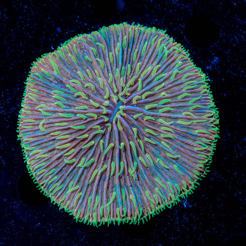 Purple Splatter Fungia Plate Coral
