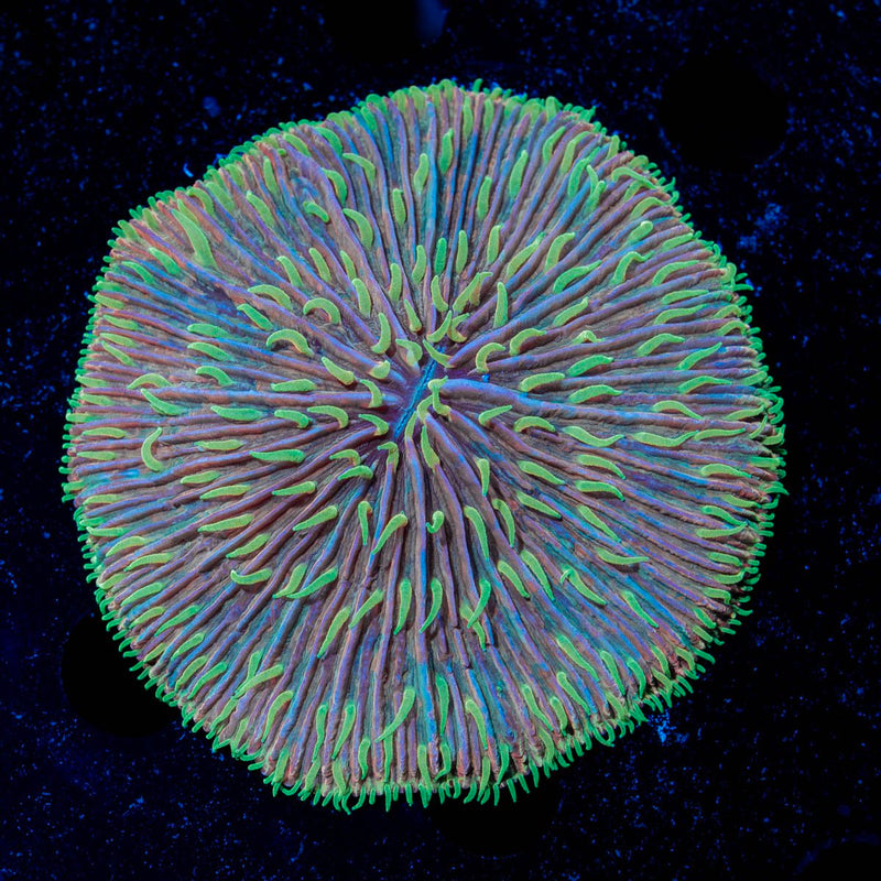 Purple Splatter Fungia Plate Coral with fleshy open polyp in reef aquarium