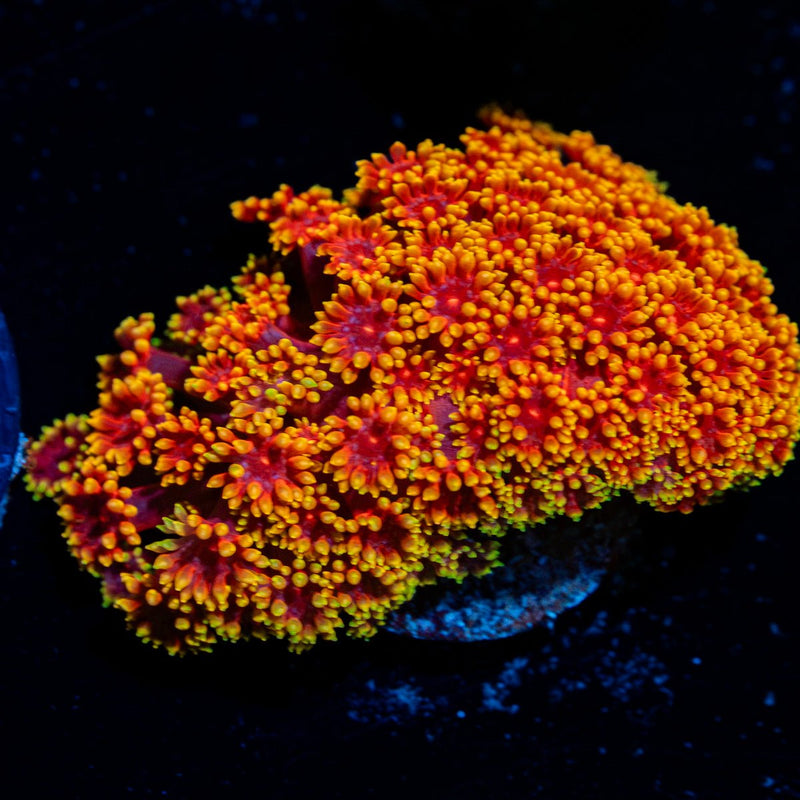 Rainbow Barnardapora Coral with flower-like polyps in reef aquarium