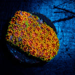 Rainbow Bernardpora Coral with flower-like polyps in reef aquarium
