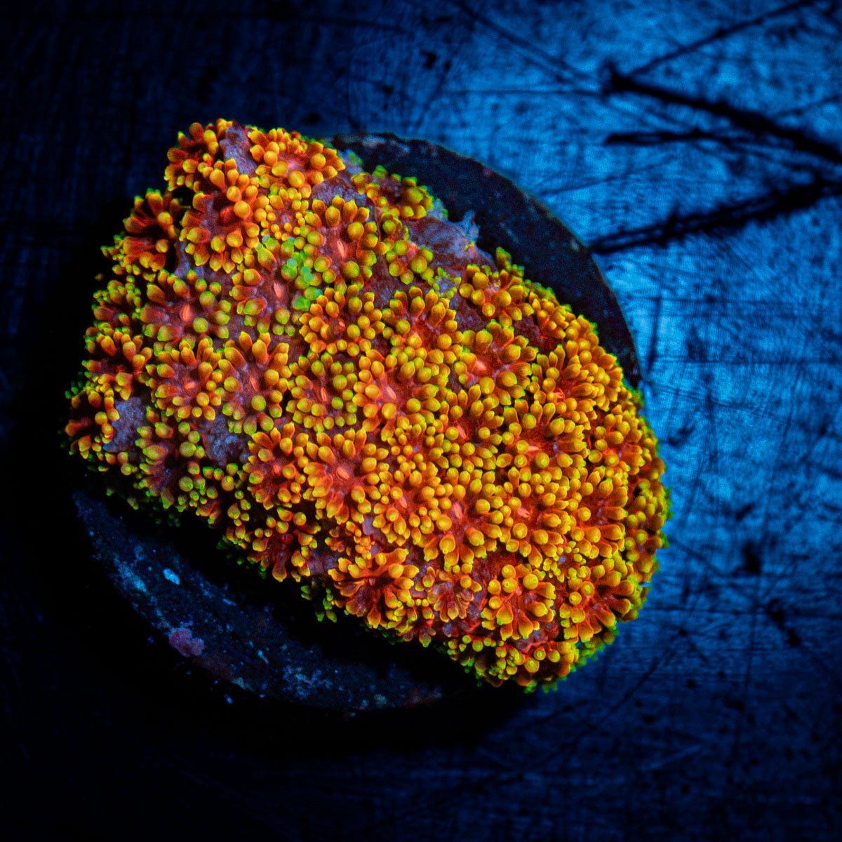 Rainbow Bernardpora Coral with flower-like polyps in reef aquarium