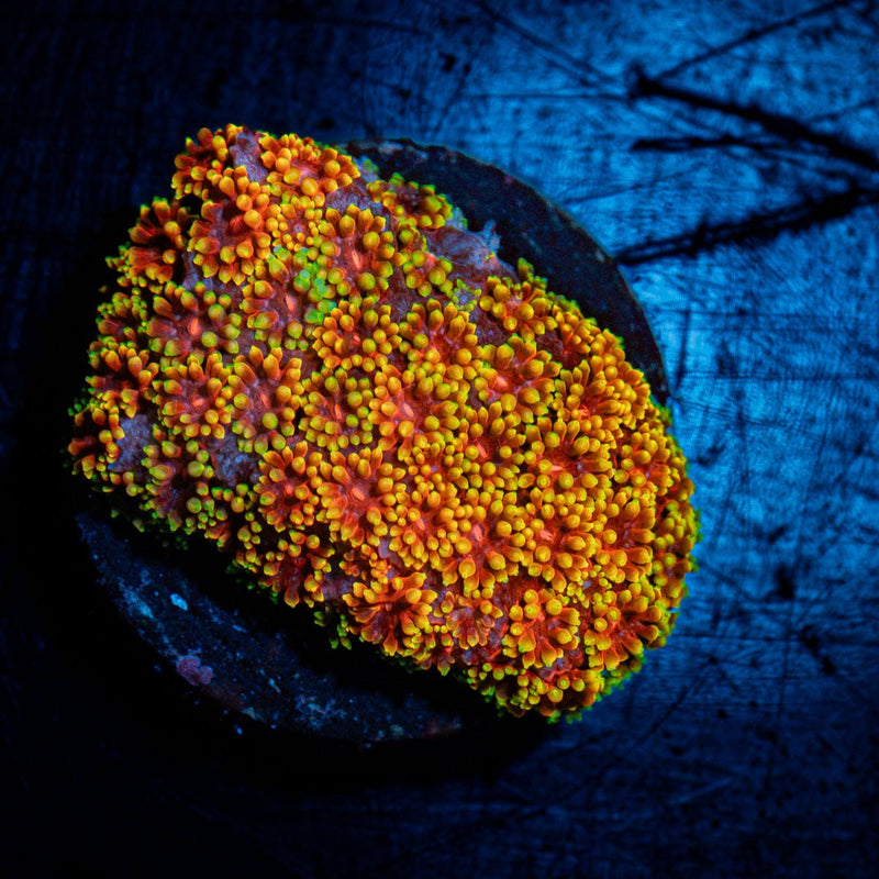 Rainbow Bernardpora Coral with flower-like polyps in reef aquarium