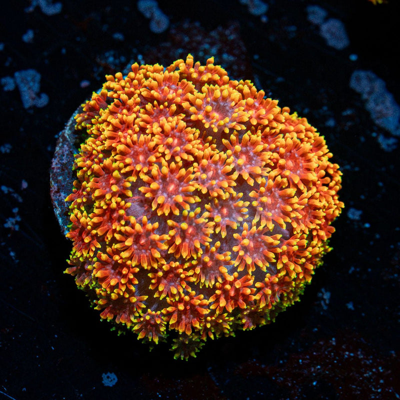Rainbow Bernardpora Coral with flower-like polyps in reef aquarium