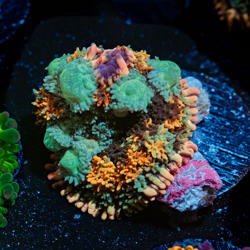 Rainbow Frankenstein Mushroom Coral