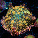 Rainbow Frankenstein Mushroom with colorful mushroom disc in reef aquarium
