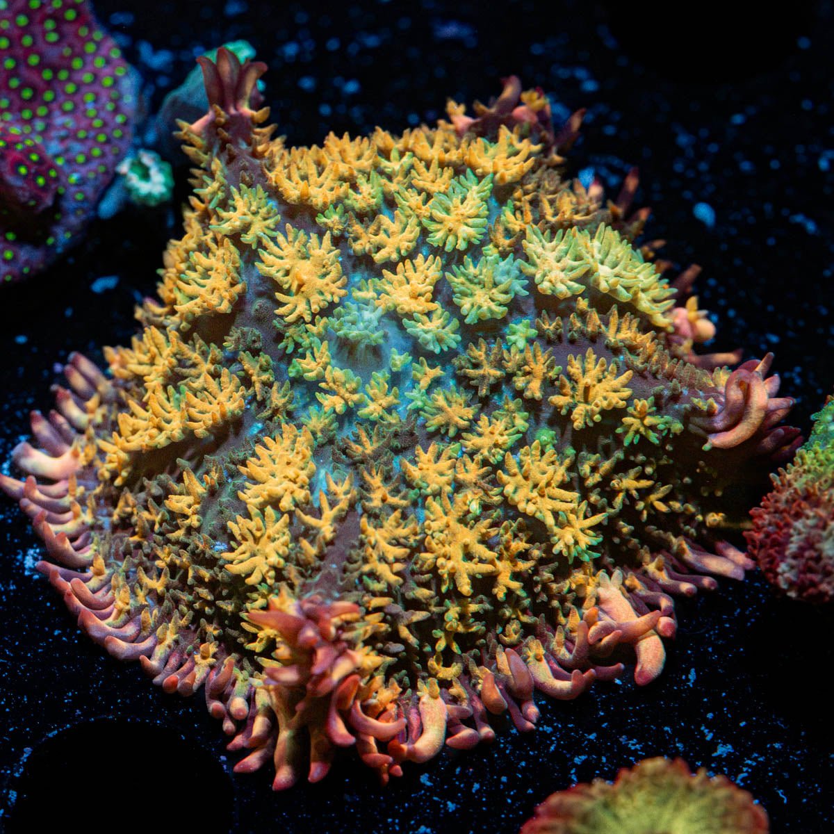 Rainbow Frankenstein Mushroom with colorful mushroom disc in reef aquarium