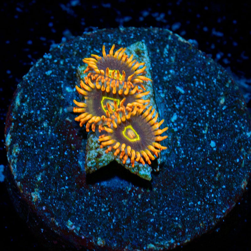 Rainbow Hornet Zoanthid colony growth in reef aquarium environment