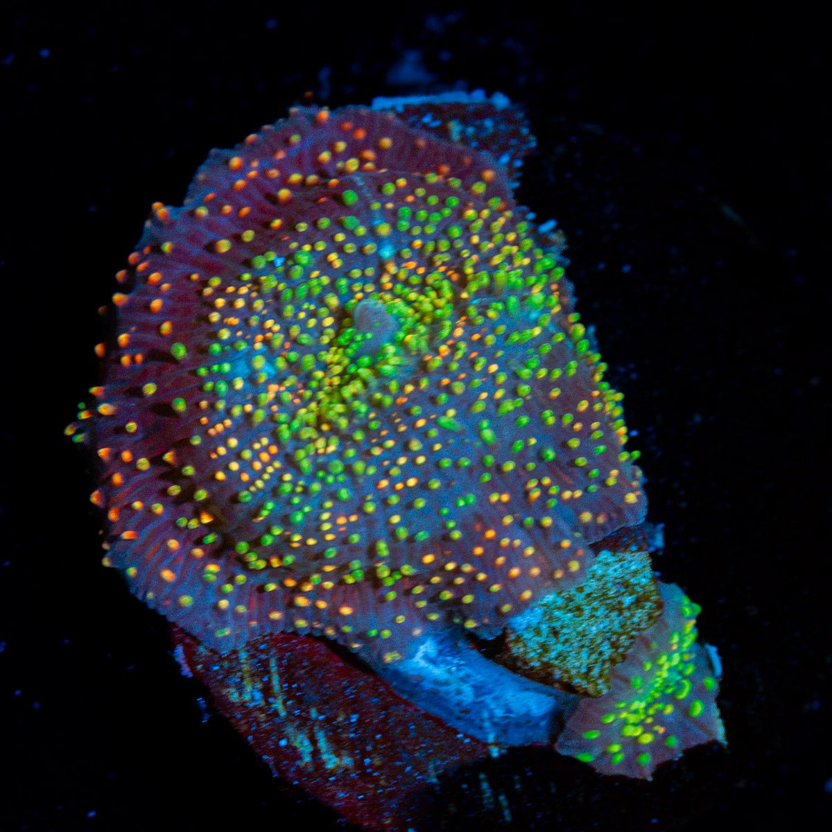 Rainbow Interstellar Mushroom Coral with colorful mushroom disc in reef aquarium