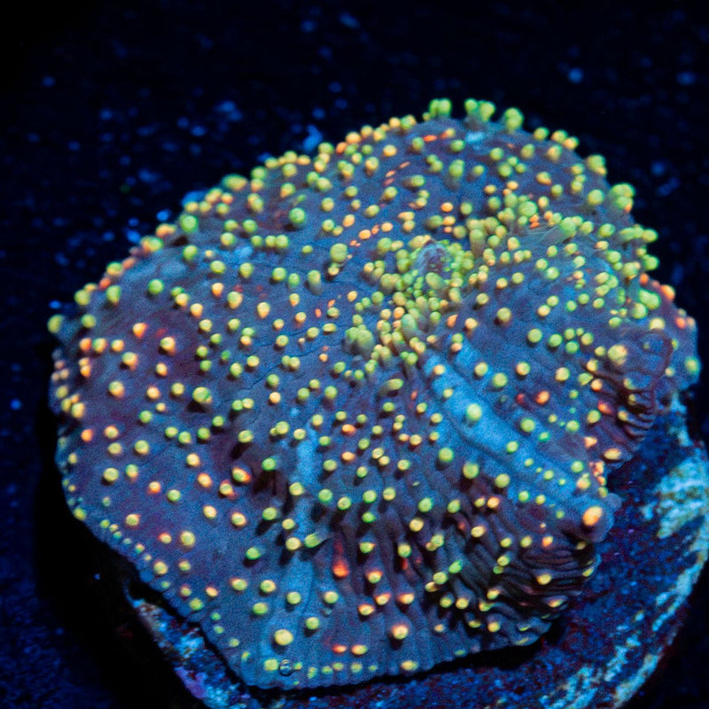 Rainbow Interstellar Mushroom Coral