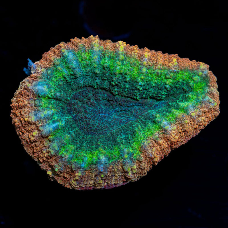 Rainbow Lobophyllia Coral with fleshy open polyp in reef aquarium