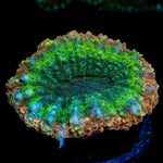 Rainbow Lobophyllia Coral with fleshy open polyp in reef aquarium