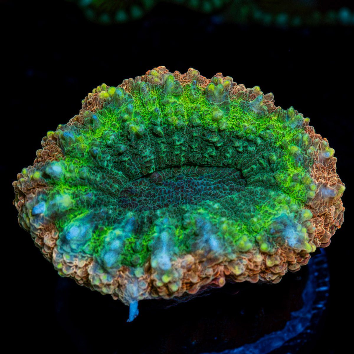 Rainbow Lobophyllia Coral with fleshy open polyp in reef aquarium