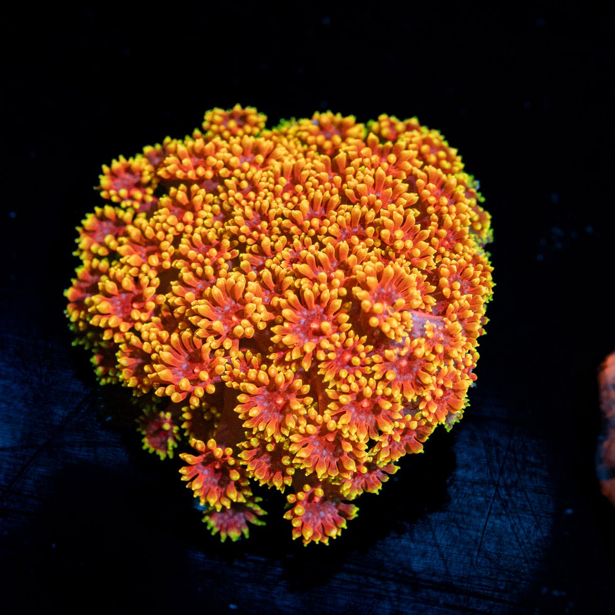 Rainbow Micro Goniopora Coral with flower-like polyps in reef aquarium