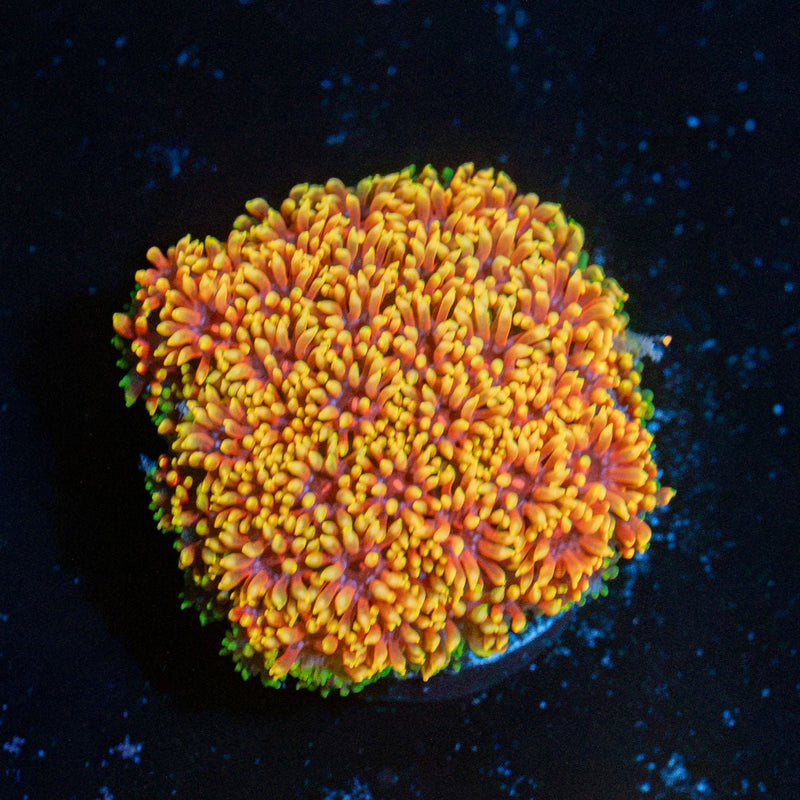 Rainbow Micro Goniopora Coral with flower-like polyps in reef aquarium