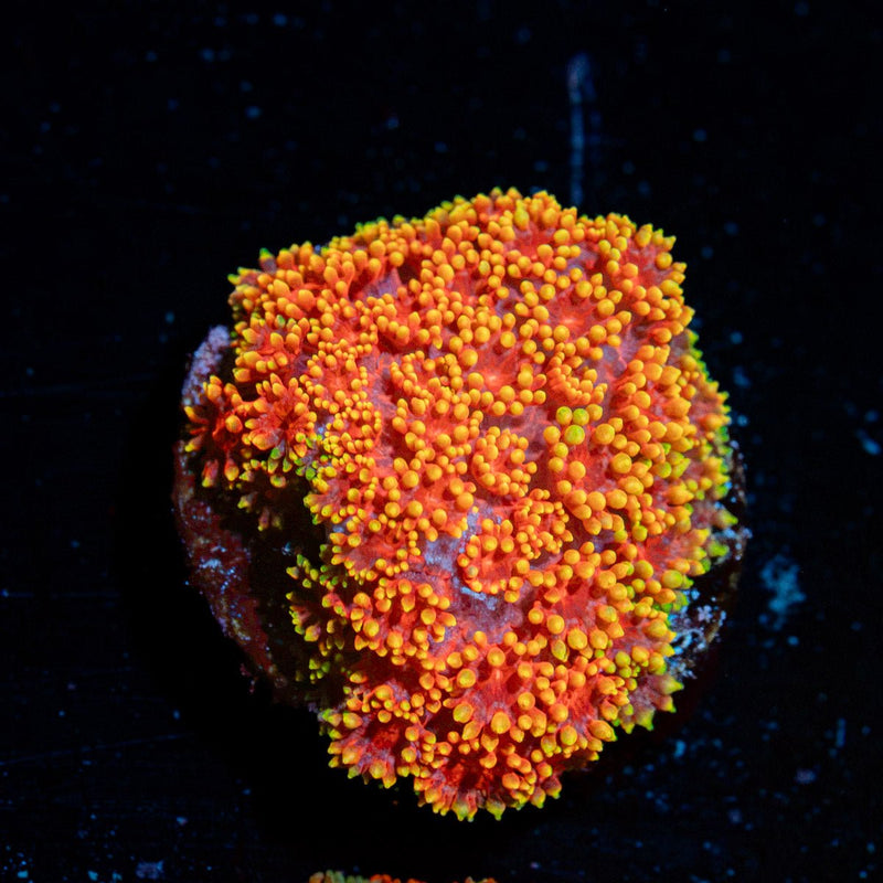 Rainbow Micro goniopora Coral with flower-like polyps in reef aquarium