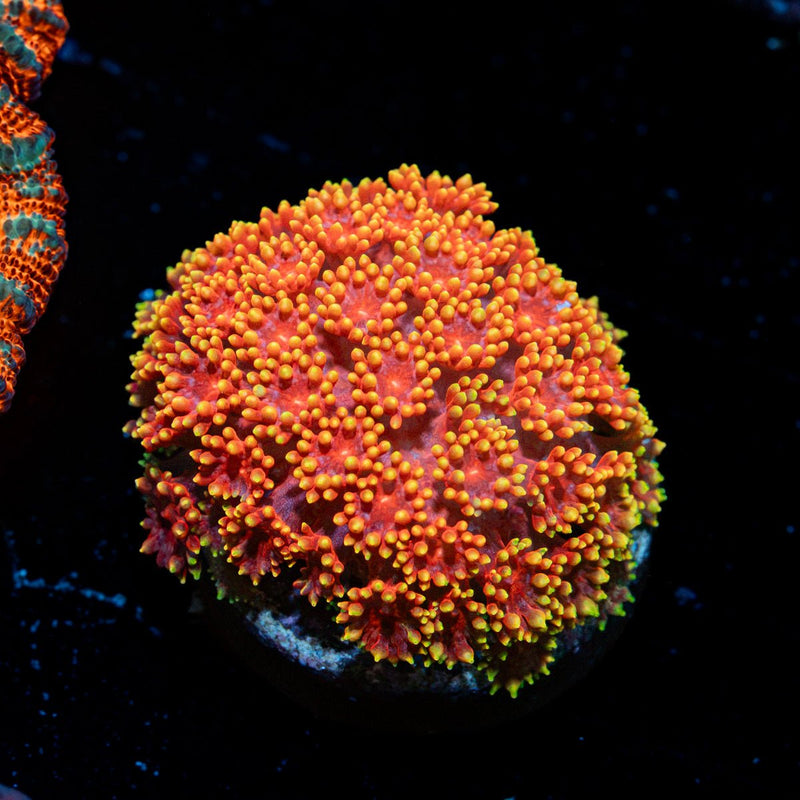 Rainbow Micro goniopora Coral with flower-like polyps in reef aquarium