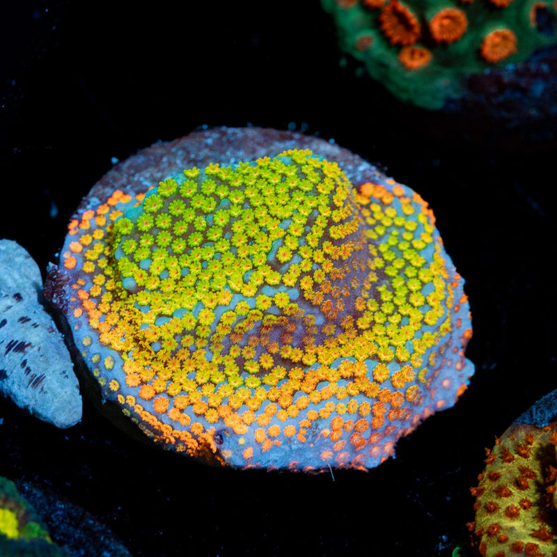 Rainbow Montipora Coral with branching growth in reef aquarium