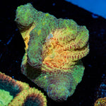 Rainbow Pectinia chalice with encrusting growth in reef aquarium