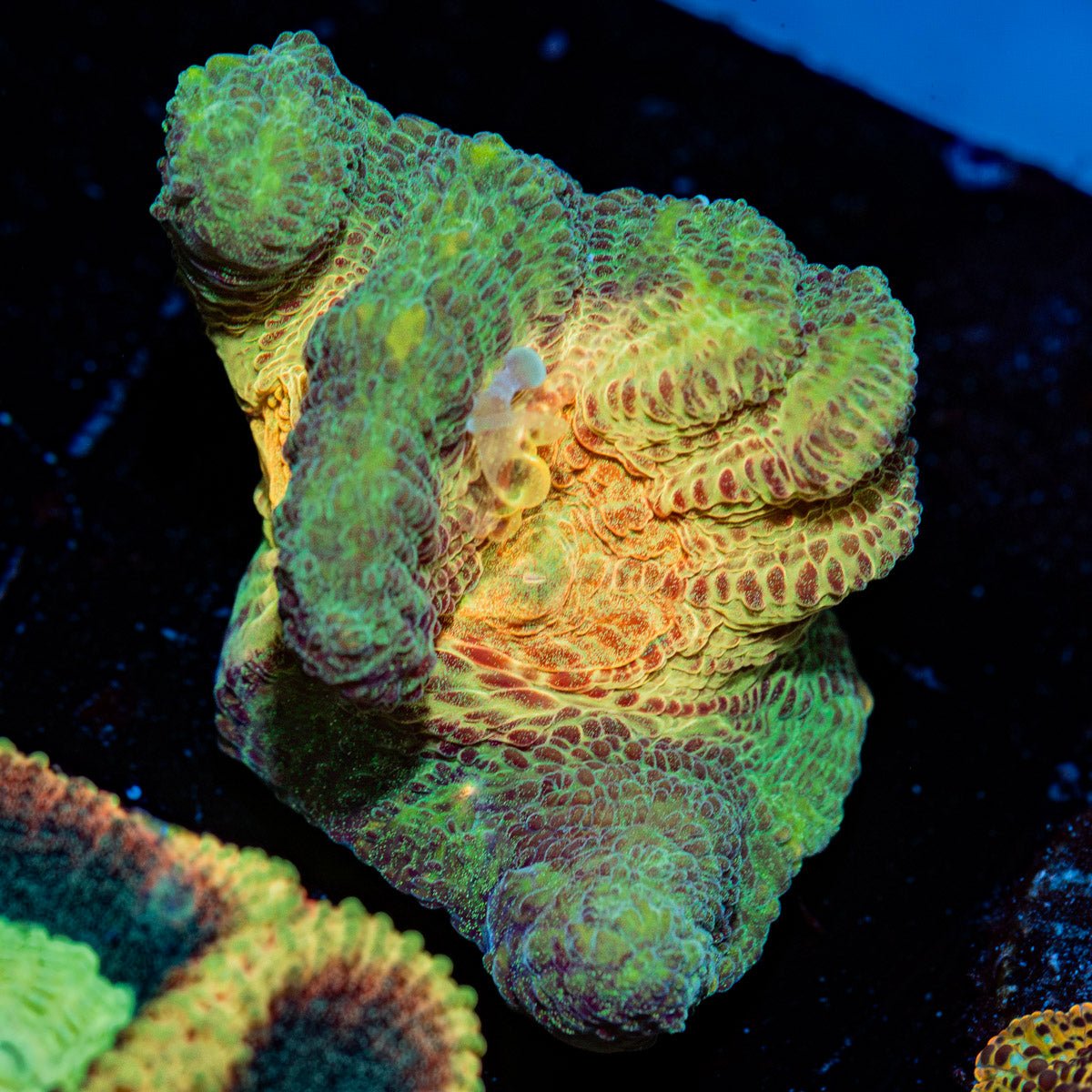 Rainbow Pectinia chalice with encrusting growth in reef aquarium