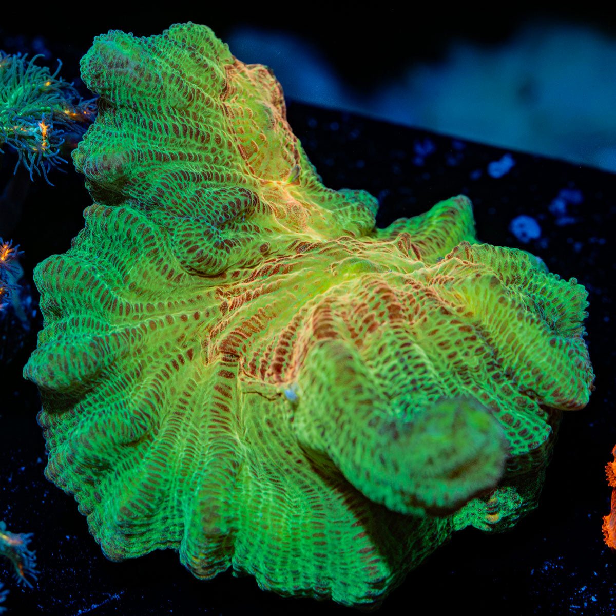 Rainbow Pectinia Chalice Coral with encrusting growth in reef aquarium