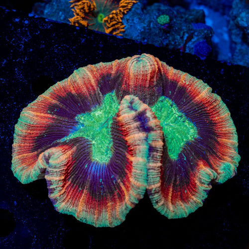 Rainbow Trachyphyllia Coral
