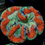 Rainbow Trachyphyllia with fleshy open polyp in reef aquarium