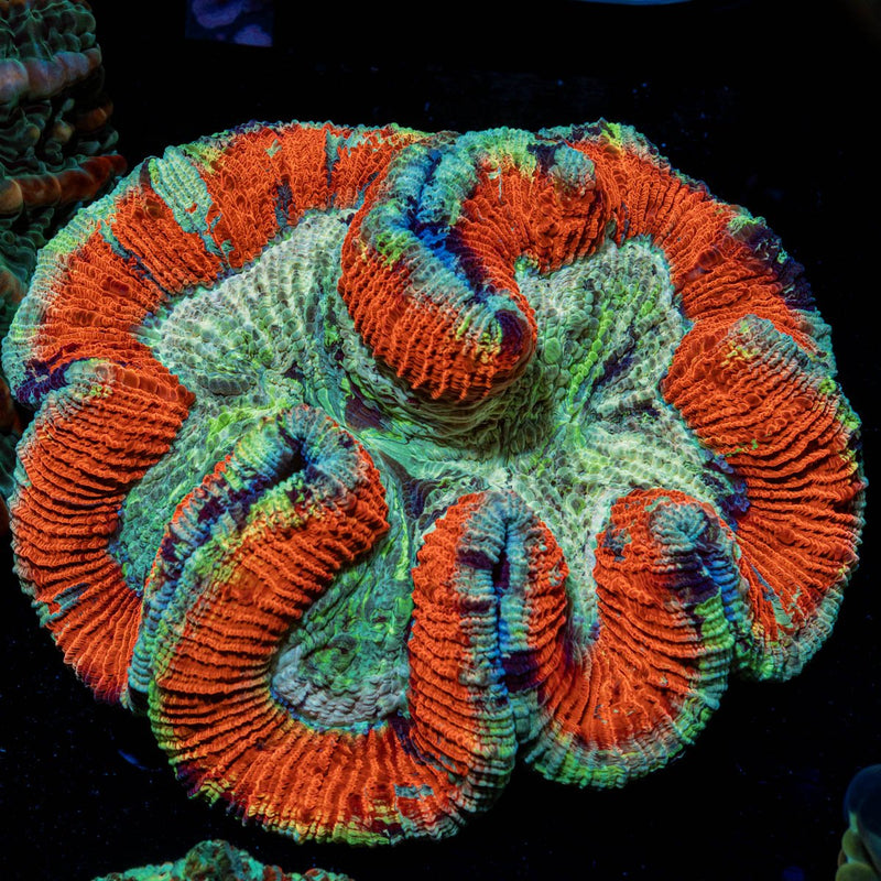 Rainbow Trachyphyllia with fleshy open polyp in reef aquarium