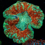 Rainbow Trachyphyllia with fleshy open polyp in reef aquarium