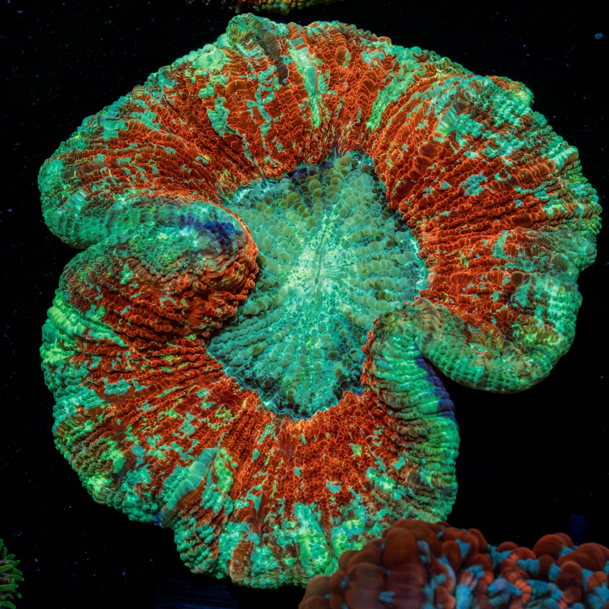 Rainbow Trachyphyllia with fleshy open polyp in reef aquarium
