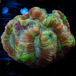 Rainbow Trachyphyllia with fleshy open polyp in reef aquarium