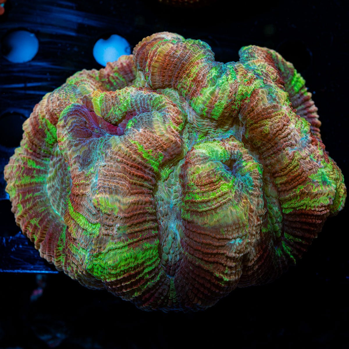 Rainbow Trachyphyllia with fleshy open polyp in reef aquarium