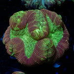 Rainbow Trachyphyllia with fleshy open polyp in reef aquarium