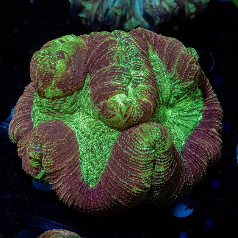 Rainbow Trachyphyllia with fleshy open polyp in reef aquarium