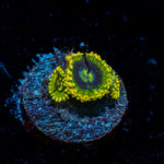 Rainbow Yoda Zoanthid Coral colony growth in reef aquarium