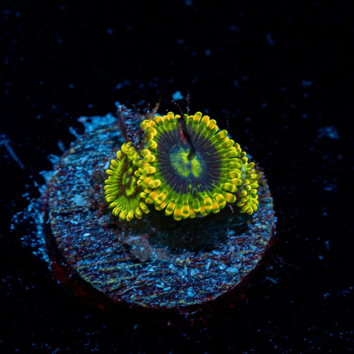 Rainbow Yoda Zoanthid Coral colony growth in reef aquarium