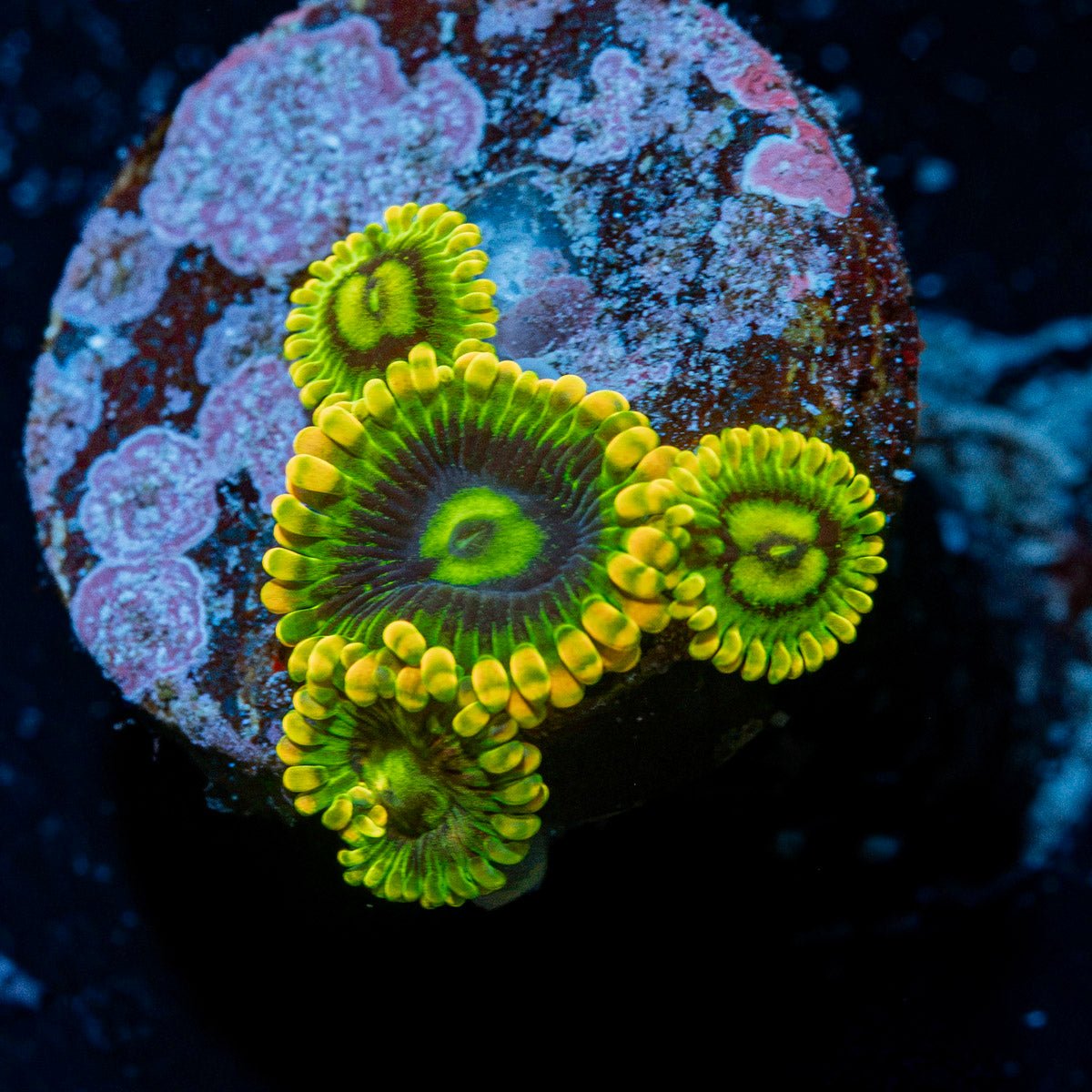 Rainbow Yoda Zoanthid Coral with colony growth in reef aquarium