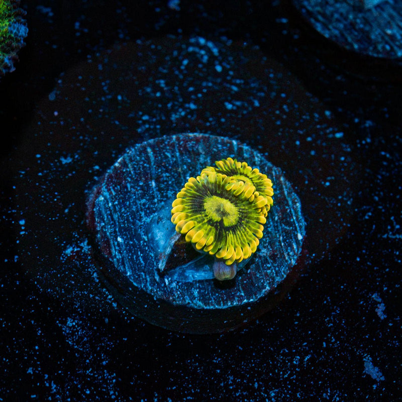 Rainbow Yoda Zoanthid Coral colony growth in reef aquarium