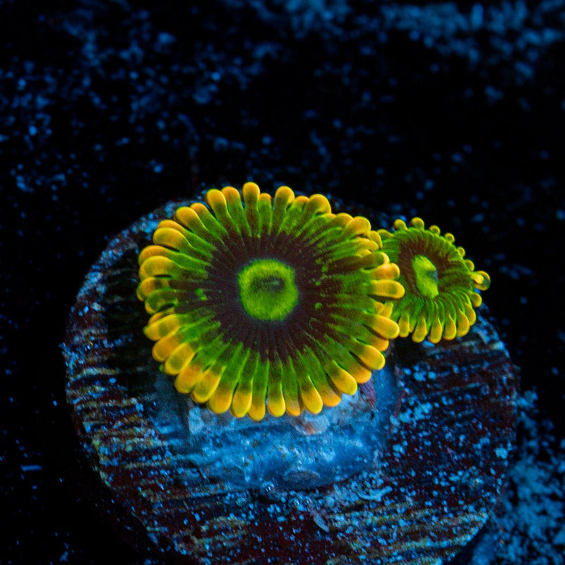 Rainbow Yoda Zoanthid Coral colony growth in reef aquarium