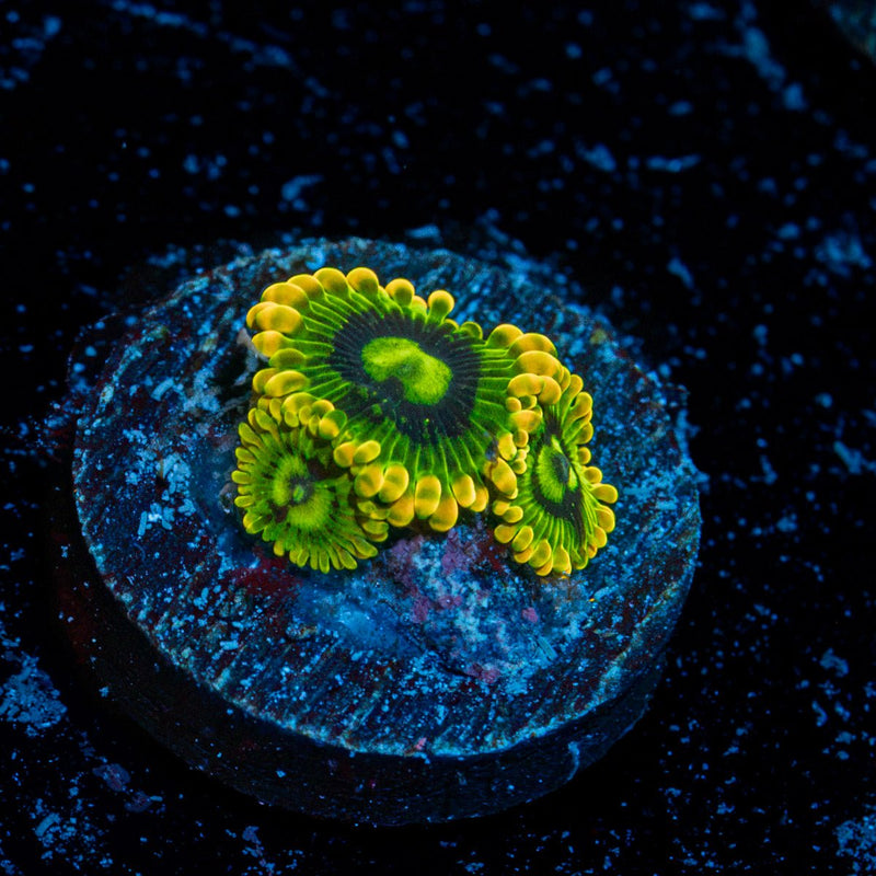 Rainbow Yoda Zoanthid Coral colony growth in reef aquarium