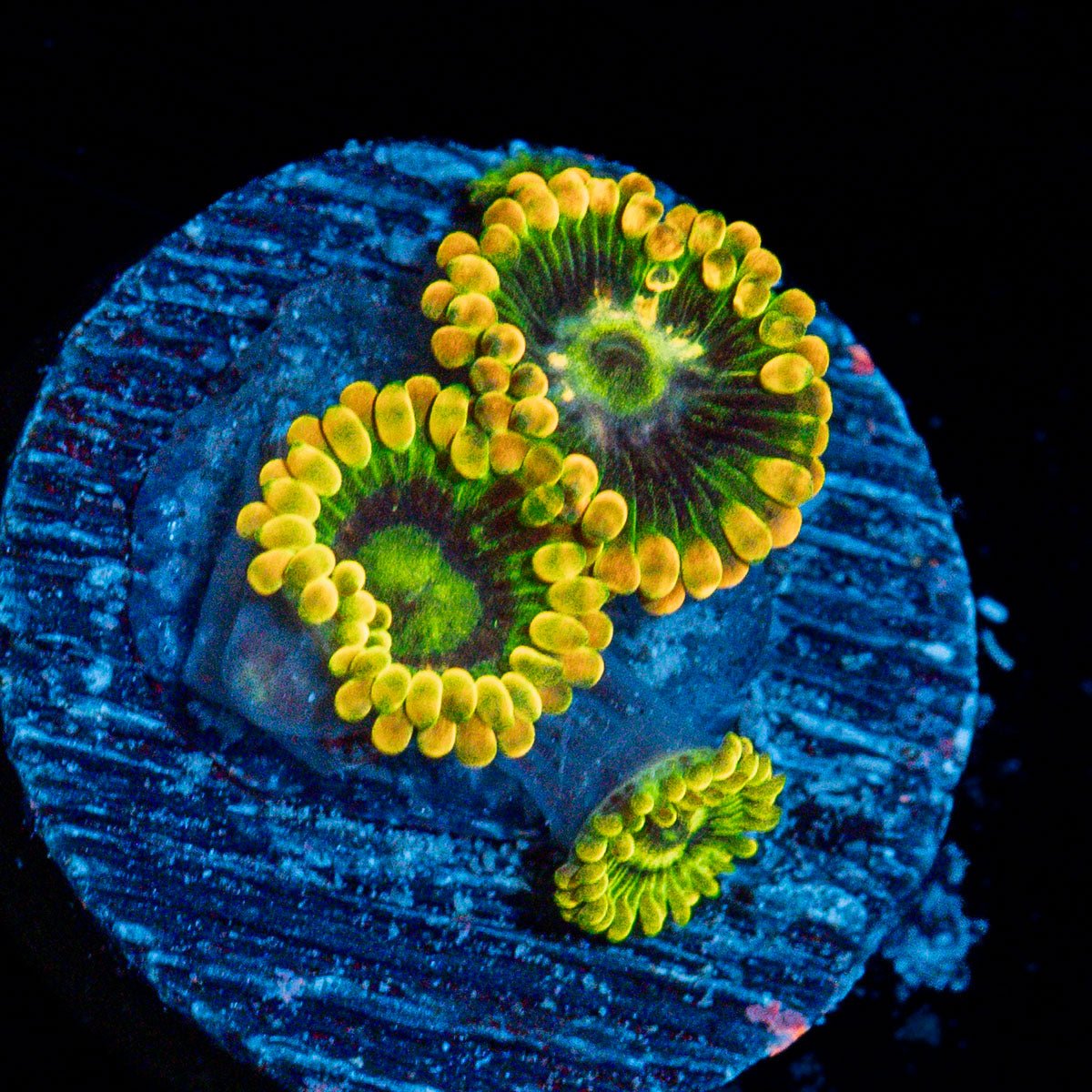Rainbow Yoda Zoanthid Coral colony growth in reef aquarium