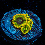 Rainbow Yoda Zoanthid Coral colony growth in reef aquarium