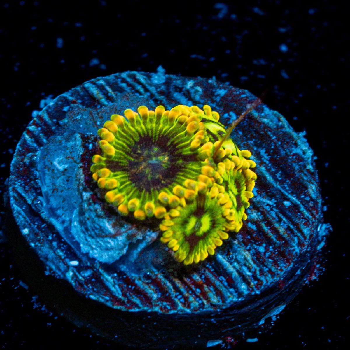 Rainbow Yoda Zoanthid Coral colony growth in reef aquarium