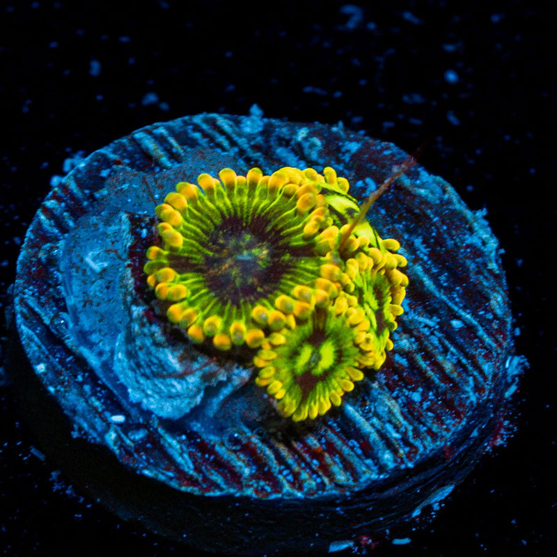 Rainbow Yoda Zoanthid Coral colony growth in reef aquarium