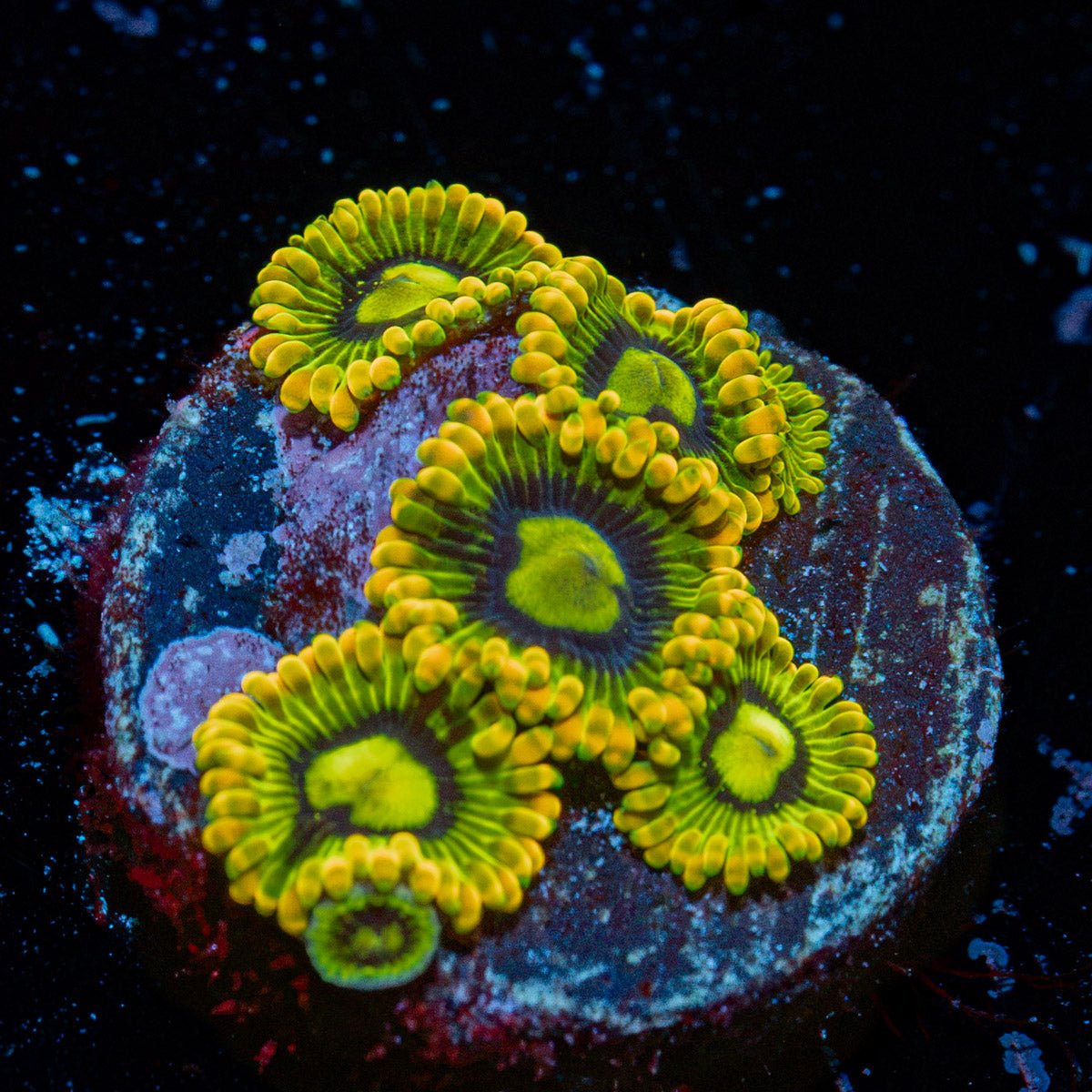 Rainbow Yoda's Zoanthid colony growth in reef aquarium