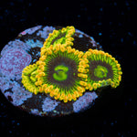 Rainbow Yoda's Zoanthid Coral colony growth in reef aquarium