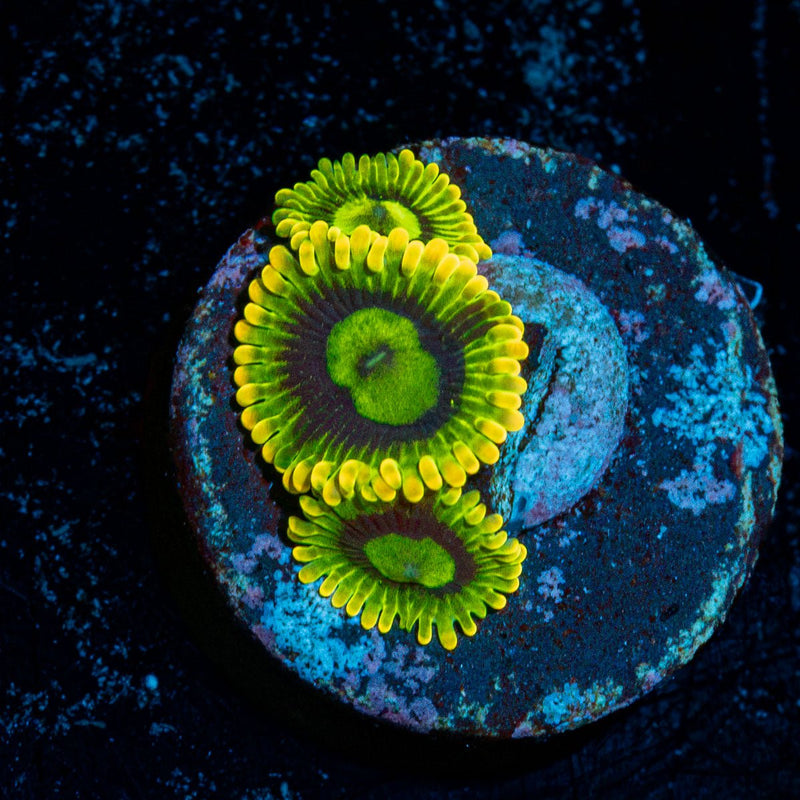 Rainbow Yoda's Zoanthid Coral