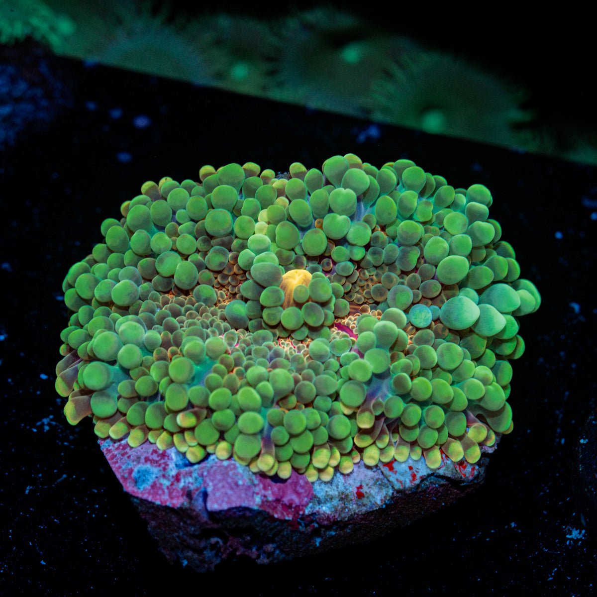 Rainbow Yuma Mushroom Coral with colorful mushroom disc in reef aquarium